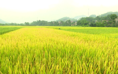 TP.HCM: Chuyển mục đích sử dụng đất trồng lúa tại nhiều quận, huyện để làm dự án