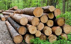 Giải pháp gỡ vướng trong quản lý, truy xuất nguồn gốc lâm sản
