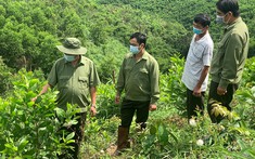 Rừng Phòng Hộ Là Gì? 7 Câu Hỏi Giải Mã Đất Rừng Phòng Hộ (RPH)