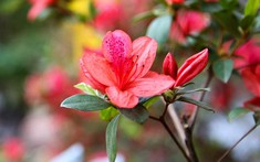 Cây hoa đỗ quyên: Ý nghĩa, cách trồng và chăm sóc