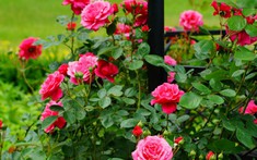 7 loại hoa trồng sân vườn phổ biến được ưa chuộng