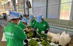Hoàng Anh Gia Lai của bầu Đức lãi gấp 17 lần cùng kỳ nhờ nuôi heo, trồng cây