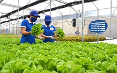 Quảng Ninh: thêm khu nông nghiệp công nghệ cao 106ha được phê duyệt