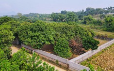 Đầu Tư Thị Trường Tỉnh (Kì 2): Lướt Đất Bất Thành, Nhà Đầu Tư Thành… Nông Dân.