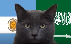 Mèo tiên tri dự đoán kết quả World Cup 2022 ngày 22/11: Argentina, Pháp hưởng lợi