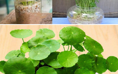 Tuổi Tỵ hợp cây gì? Cách chọn cây phong thủy theo từng năm sinh