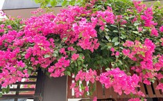Cây hoa giấy: Ý nghĩa, cách trồng và chăm sóc
