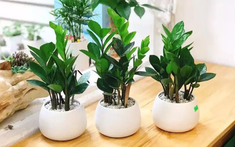 Tuổi Tý hợp cây gì? Cách chọn cây phong thủy theo từng năm sinh