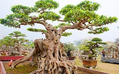 Cây Sanh: Ý nghĩa, cách trồng và chăm sóc