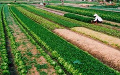 Đất nông nghiệp hết hạn sử dụng có được mua bán?