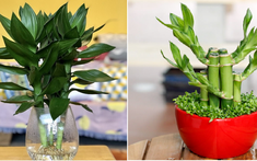Tuổi Mão hợp cây gì? Cách chọn cây phong thủy theo từng năm sinh