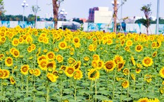 Điểm Sống Ảo Cực Chất Giữa Lòng Sài Gòn Đã Trở Lại