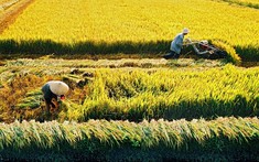 Quy định xử phạt khi tự ý chuyển mục đích sử dụng đất trồng lúa