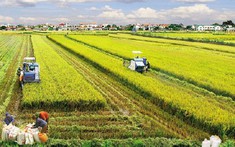 Không trực tiếp sản xuất, có được nhận thừa kế đất nông nghiệp?