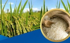 Thủ tướng chỉ thị đảm bảo an ninh lương thực, thúc đẩy sản xuất, xuất khẩu gạo bền vững