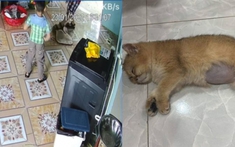 Trẻ con giẫm đạp mèo, cố ý giấu xác để che giấu, phụ huynh thẳng thừng: 'Con nít có biết gì đâu!'