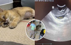 Chủ nhân của chú mèo bị giẫm đạp lên tiếng: Mèo còn sống, xin cộng đồng mạng đừng công kích người vô tội