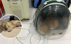 Vụ chú mèo bị giẫm đạp: Người trong cuộc tiết lộ bị ép xóa bài, phụ huynh không nhận lỗi sai