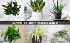 Hãy cẩn thận khi đặt, trồng cây xanh trong phòng ngủ