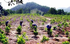 Hành vi nào bị nghiêm cấm trong Dự thảo Luật Đất đai (sửa đổi)?