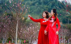 Khai mạc Lễ hội Hoa Đào xứ Lạng dịp Tết Nguyên Đán 2023