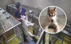 Gửi thú cưng cho trung tâm chăm sóc xuyên Tết, chủ nhân tá hỏa nhận được hung tin chú chó qua đời vì đói