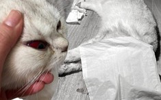 Chăm sóc mèo giúp bạn gái, nam thanh niên đánh đập dữ dội khiến thú cưng thiệt mạng