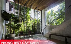 Lưu ý về phong thủy cây xanh