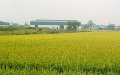 Có được trồng cây lâu năm trên đất nông nghiệp?