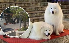 Xôn xao 2 chú chó nổi tiếng tại Đà Lạt bị chủ đánh đập vì không chụp hình với du khách