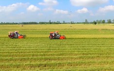 Điều kiện cho phép chuyển mục đích sử dụng đất trồng lúa năm 2023