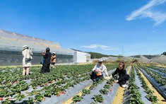 Lâm Đồng sắp có quy định mới về đầu tư và quản lý hoạt động du lịch canh nông