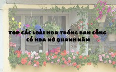 Top các loại hoa trồng ban công đẹp và nở quanh năm