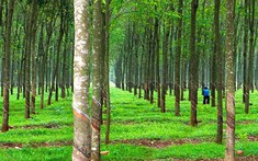 Đất LNK Là Gì? 6 Câu Hỏi Thường Gặp Về Đất LNK