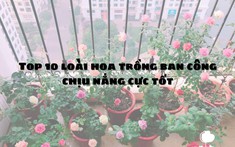 Top 10 loài hoa trồng ban công chịu nắng cực tốt và dễ sống