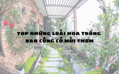 Top 12 loài hoa trồng ban công có mùi thơm cực thư giãn