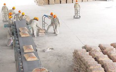Một công ty xi măng lên kế hoạch… lỗ năm thứ 8 liên tiếp