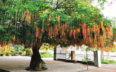Cây lộc vừng hợp tuổi nào?