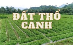 Đất thổ canh là gì? Các quy định liên quan đến đất thổ canh