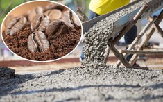 Loại phế phẩm của thứ đồ uống quen thuộc có thể giúp bê tông cứng hơn gấp bội