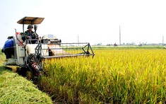 Xác nhận cá nhân, hộ gia đình trực tiếp sản xuất nông nghiệp thế nào?