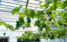 Sếp mua đất cho nhân viên, trả góp bằng lương và không tính lãi