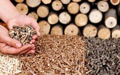 Doanh nghiệp Nhật Bản muốn thuê 15.000 ha đất rừng tại Bình Định để trồng rừng gỗ lớn, tổng vốn đầu tư hơn 60 triệu USD