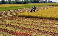Sóc Trăng được chuyển đổi hơn 36ha đất trồng lúa để xây dựng mới đường tỉnh 938