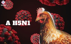 Ghi nhận bệnh nhân mắc cúm A (H5N1) thứ 2 kể từ năm 2014