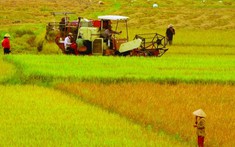 Đất trồng lúa và những quy định cần biết