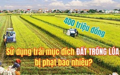 Đề xuất phạt đến 400 triệu đồng khi sử dụng trái mục đích đất trồng lúa?