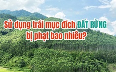 Sử dụng trái mục đích đất rừng bị phạt bao nhiêu?