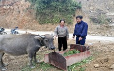 Phòng, chống rét cho gia súc trên đỉnh Ma Cha Va: Bài học từ Y Tý và A Lù