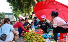 Nông dân Mường Khương đạt doanh thu 157 tỷ đồng từ cây quýt